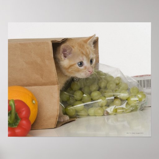 Gatinho dentro da bolsa de compra posteres