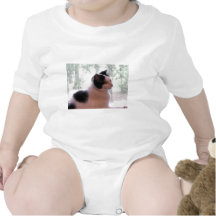 Gatinho do gatinho babador