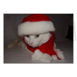 Gatinho do Natal Cartoes