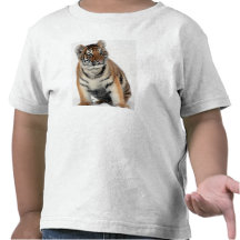 Gatinho do tigre t-shirt
