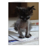 Gatinho feio cartões