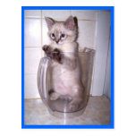 gatinho no cartão do jarro cartões postais