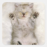 Gatinho que dorme em um tapete macio branco, altam adesivo