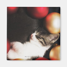 Gatinho que dorme nas decorações imãs de refrigerador