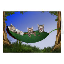 Gatinhos da objectiva tripla cartao