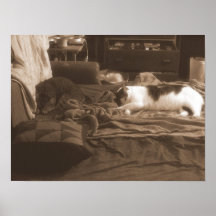 Gatinhos do sono posters