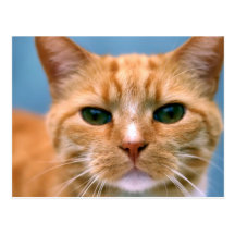 Gato alaranjado do gatinho do gatinho do gato malh cartoes postais
