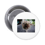 Gato bonito Pinback broches