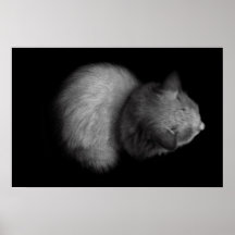 Gato de BW Posters