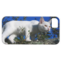 gato do branco do qpc do iphone 5 mal lá iPhone 5 capas