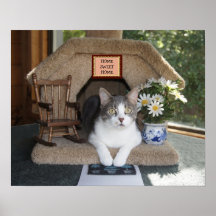 Gato engraçado Home doce Home Posters