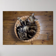 Gato na cesta posteres