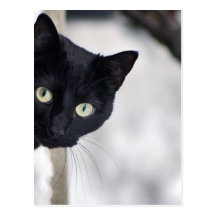 Gato preto cartao postal