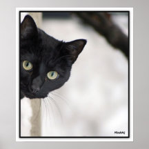 Gato preto - com beira posteres