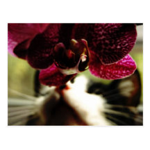 Gato preto e branco com orquídeas cartões postais