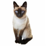 Gato Siamese Escultura Fotos
