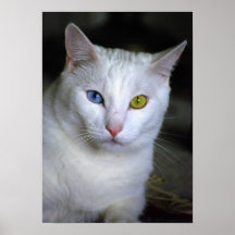 Gato turco do angora com o poster combinado mal do