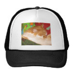Gato vermelho sonolento bone
