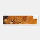 Gato vermelho sonolento - você deixe-me finalmente adesivos