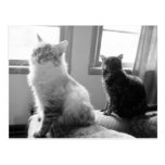 gatos pela janela cartao postal