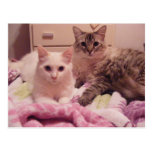 gatos siamese da mistura cartão postal