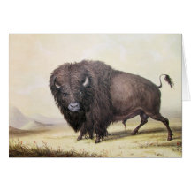 George Catlin - búfalo de Bull Cartao