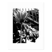 Gerbers e escadas, preto e branco cartao postal
