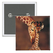 Girafa adulto com vitela (camelopardalis do Giraff Botons
