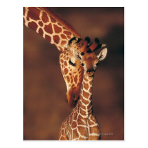 Girafa adulto com vitela (camelopardalis do Giraff Cartoes Postais