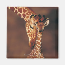 Girafa adulto com vitela (camelopardalis do Giraff Imãs De Refrigerador