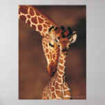 Girafa adulto com vitela (camelopardalis do Giraff Poster