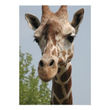 Girafa bonito convites personalizado