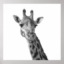 Girafa Posteres