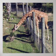 Girafa que alcança sobre a cerca impressão