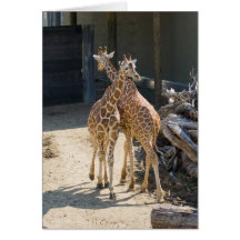 girafas cartoes
