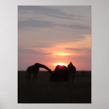 Girafas que pastam no por do sol impressão