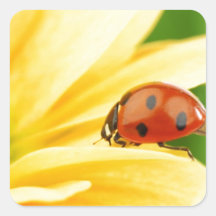 Girassol - Sunflower Two Adesivos