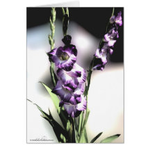 gladiola_fresco roxo cartões