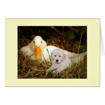 Golden retriever com cartão do pato