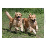 Golden retriever "onde está o partido?" Cartão