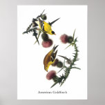 Goldfinch americano, Audubon Poster