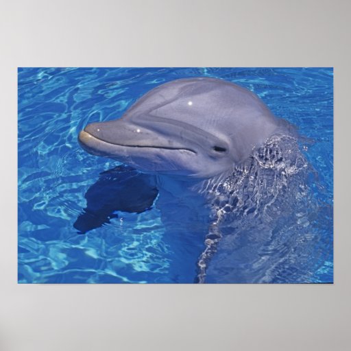 Golfinho de Bottlenosed, Tursiops Truncatus Poster