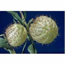 Gomphocarpus do balão (physocarpus de Gomphocarpus Fotoescultura