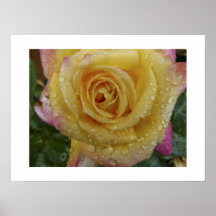 Gota-Impressão do rosa amarelo