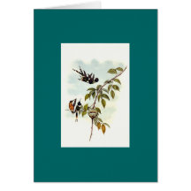 Gould - colibri da Sparkling-Cauda Cartões