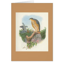 Gould - nisus Sparrowhawk do Accipiter Cartões