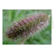 grama decorativa cartao