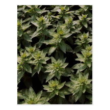 greenleaf cartao postal