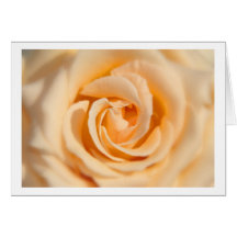 greeting card creme rose cartoes