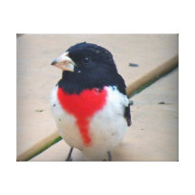 Grosbeak masculino do Rosa-breasted Impressão De Canvas Envolvidas